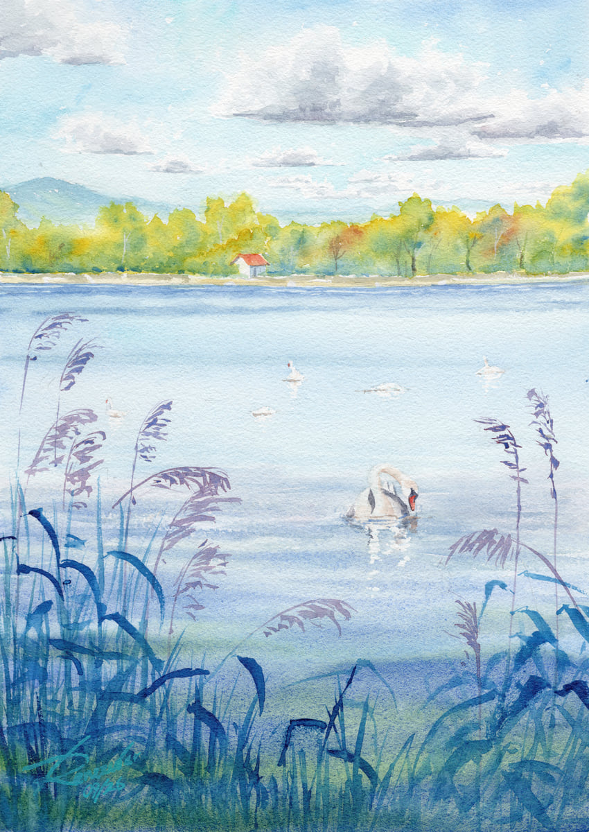 Schwäne am See, Kronstorf